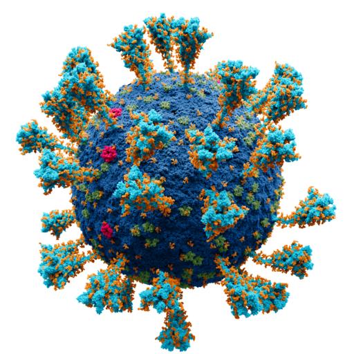 Coronavirus. SARS-CoV-2